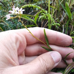 Epidendrum fimbriatum