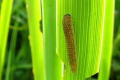 Rhadinoceraea micans