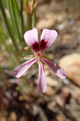 Pelargonium laevigatum oxyphyllum