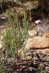 Pelargonium laevigatum oxyphyllum