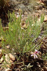 Pelargonium laevigatum oxyphyllum