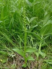 Platanthera convallariifolia