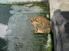 Duttaphrynus melanostictus