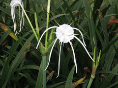 Hymenocallis speciosa
