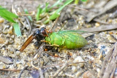 Chremistica ochracea