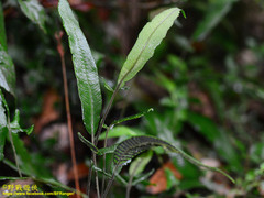 Grypothrix triphylla