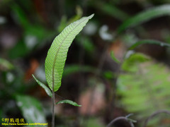 Grypothrix triphylla