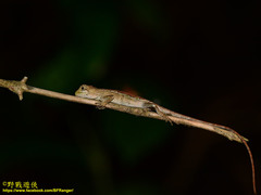 Diploderma polygonatum xanthostomum