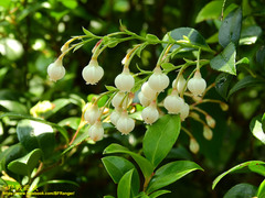 Vaccinium wrightii