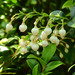 Vaccinium bracteatum wrightii - Photo (c) Kinmatsu Lin, algunos derechos reservados (CC BY-NC), subido por Kinmatsu Lin