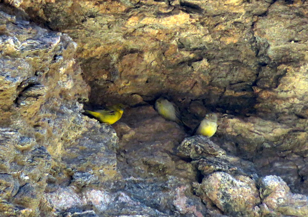 Monte Yellow Finch (Sicalis mendozae), photo 10