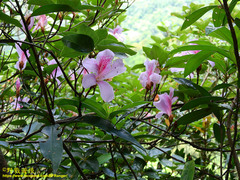 Rhododendron mariesii