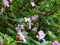 Rhododendron mariesii