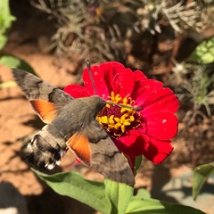 Macroglossum stellatarum