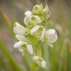 Pterygodium leucanthum