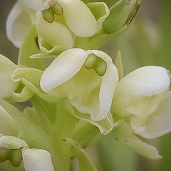 Pterygodium leucanthum