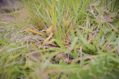 Pterygodium leucanthum