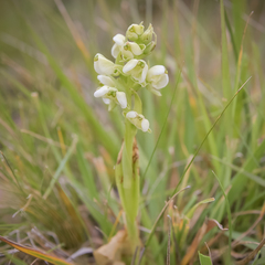 Pterygodium leucanthum