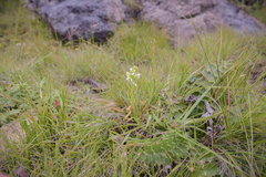 Pterygodium leucanthum