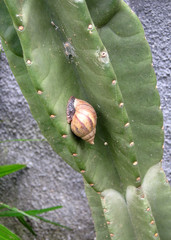 Lissachatina fulica