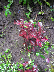 Iresine diffusa herbstii