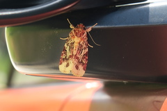 Spodoptera picta