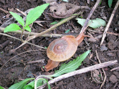 Dyakia