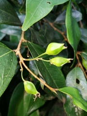 Celtis mildbraedii