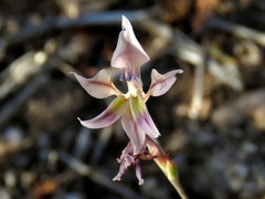 Gladiolus permeabilis permeabilis