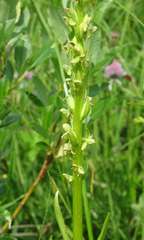 Platanthera convallariifolia