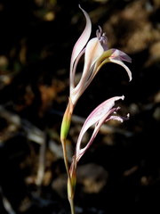 Gladiolus permeabilis permeabilis
