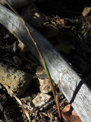 Gladiolus permeabilis permeabilis