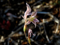 Gladiolus permeabilis permeabilis