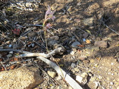 Gladiolus permeabilis permeabilis