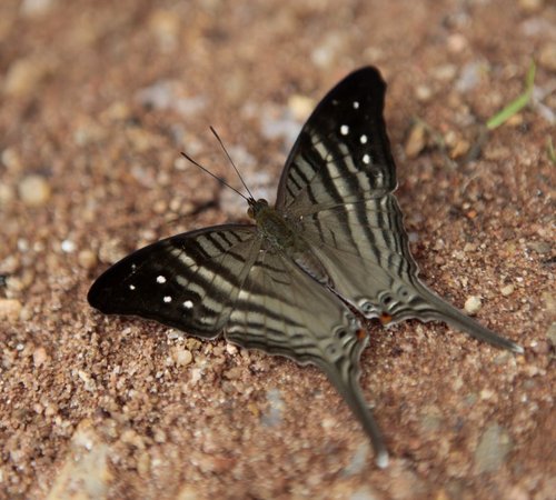 Marpesia egina