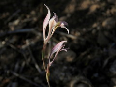 Gladiolus permeabilis permeabilis