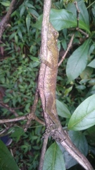 Anolis fraseri