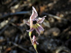 Gladiolus permeabilis permeabilis