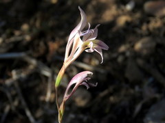 Gladiolus permeabilis permeabilis