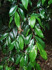 Celtis mildbraedii