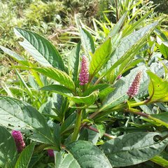 Phytolacca bogotensis