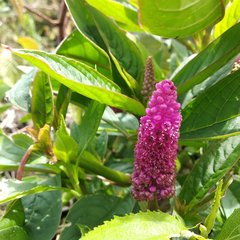 Phytolacca bogotensis