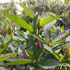 Phytolacca bogotensis