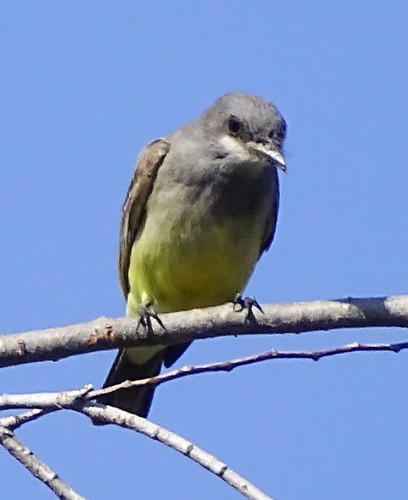 Tyrannus vociferans