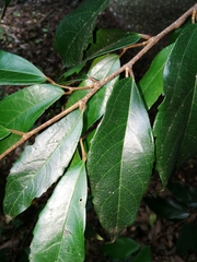 Celtis mildbraedii