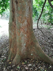 Celtis mildbraedii