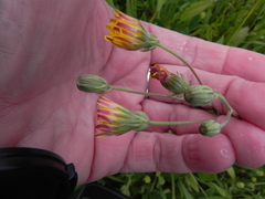 Crepis vesicaria