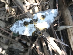 Abraxas amicula-illuminata