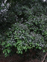Celtis mildbraedii