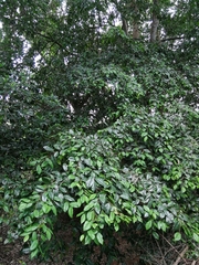 Celtis mildbraedii